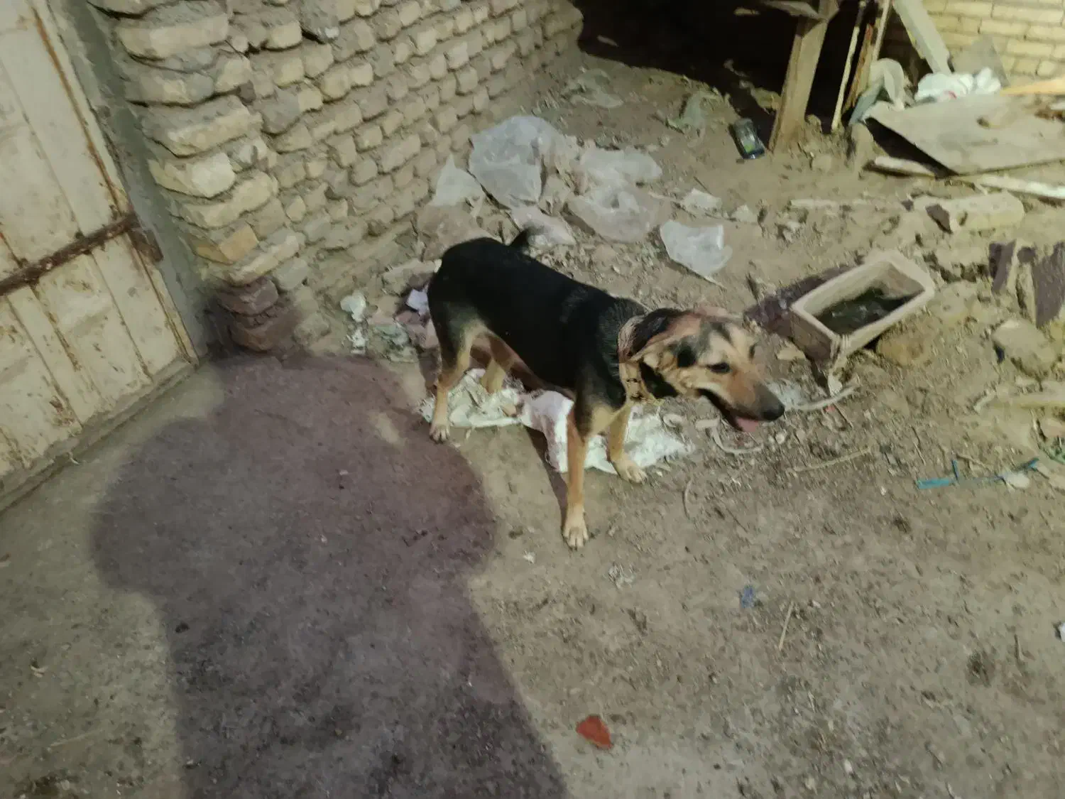 سگ ژرمن|سگ|آبادان, |دیوار