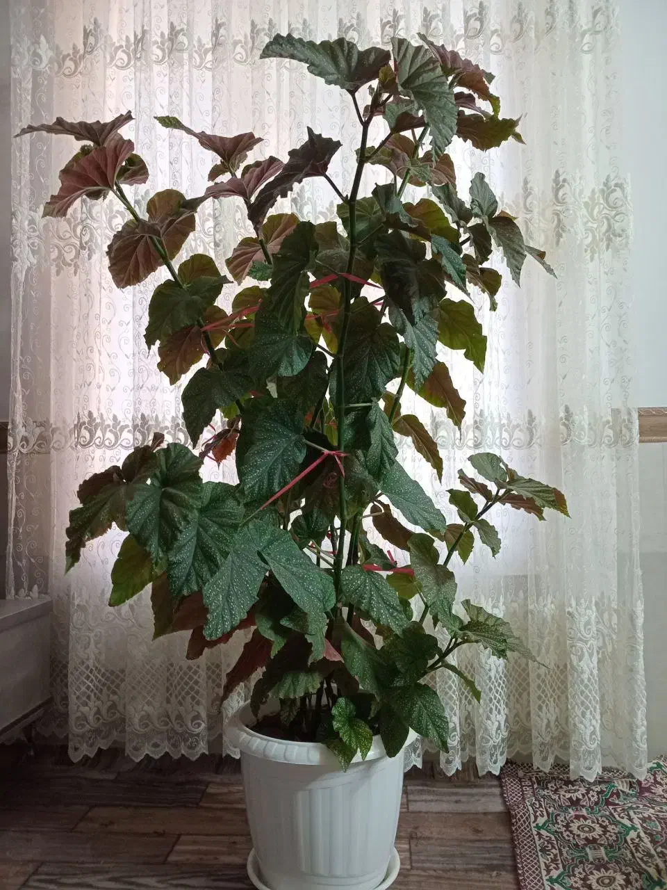 گل عروس طبیعی بزرگ|گل و گیاه طبیعی|محمدیه-قزوین, |دیوار