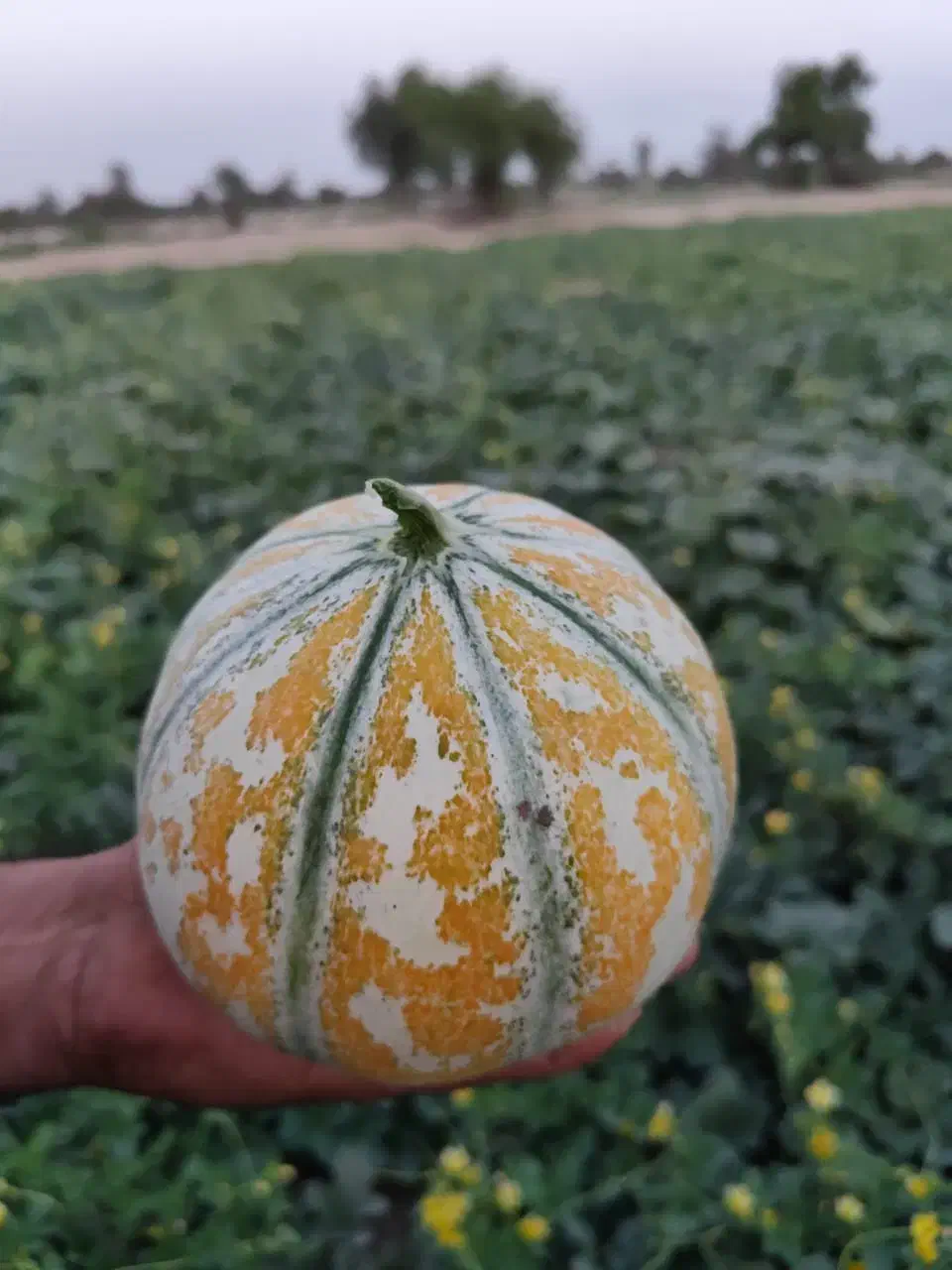 سم پاشی با پهپاد|خدمات باغبانی و درختکاری|میناب, |دیوار