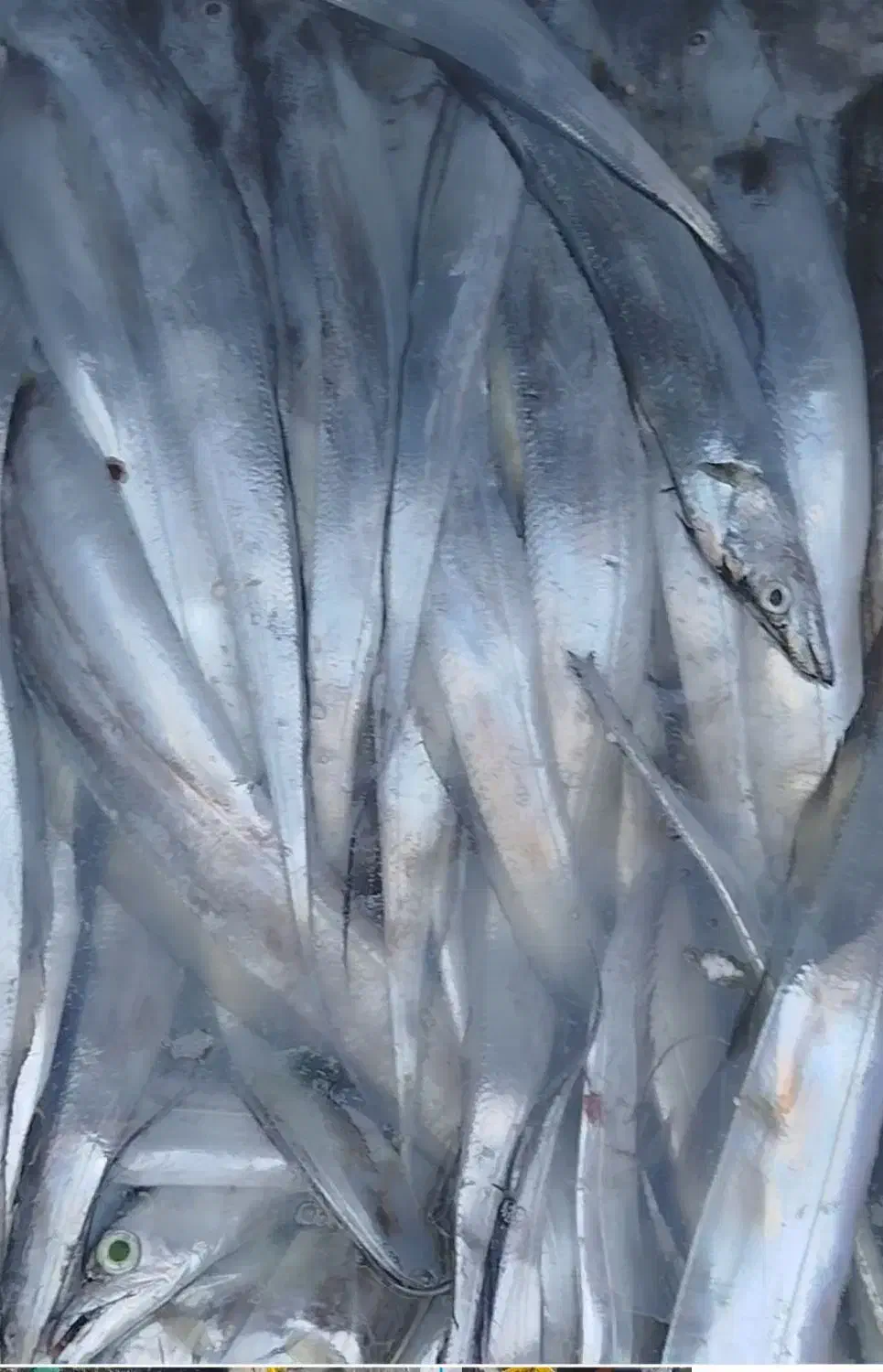 ناخدا هستم همراه ۳تا جانشو|ماهیگیری|بندرعباس, |دیوار