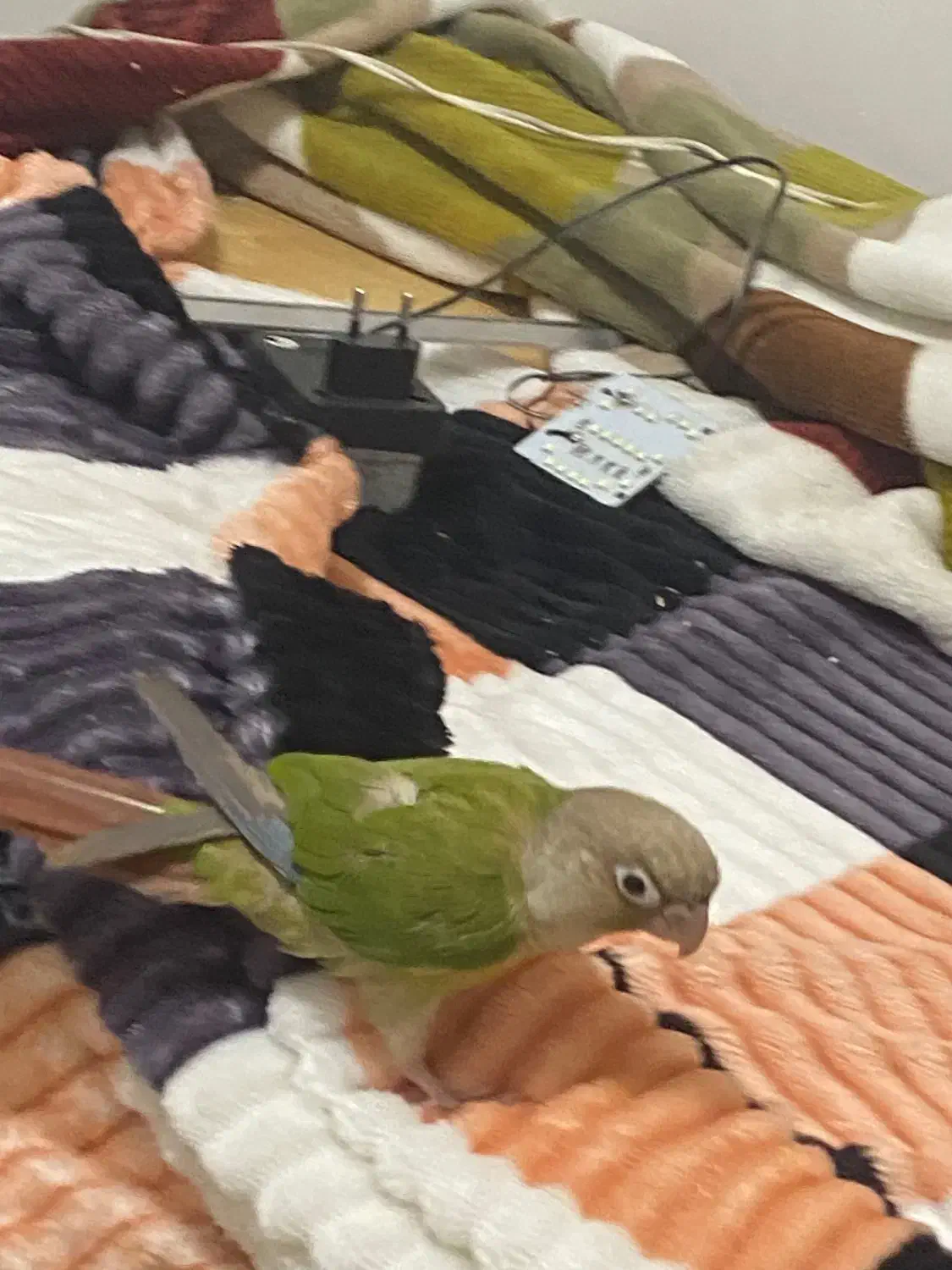 جوان و مولد|پرنده|هشتگرد, فاز ۳ مهستان|دیوار