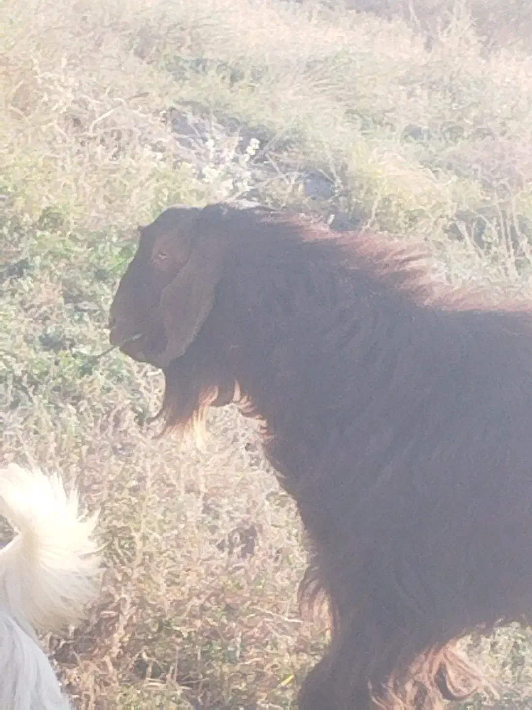 پاچن سالم سرحال|حیوانات مزرعه|زاهدان, |دیوار