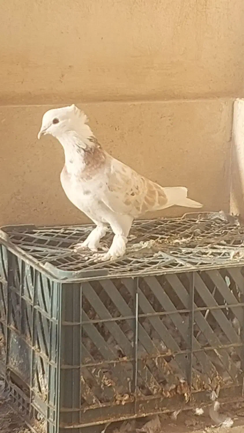 کفتر شازده زرد|پرنده|قم, کاسه گران|دیوار