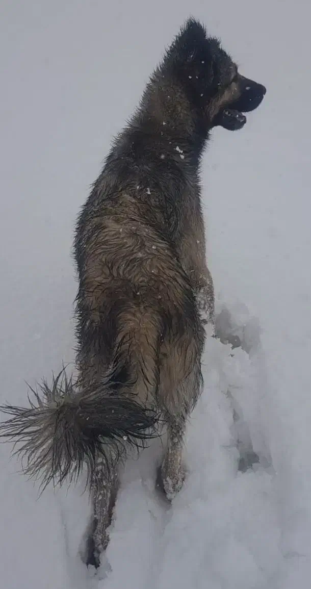 سگ سراب پژدر عراقی قدرجونی|سگ|لاران, |دیوار