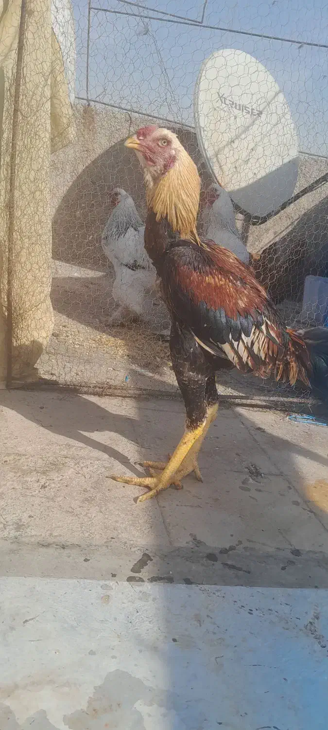 جوجه خروس لاری|حیوانات مزرعه|باقرشهر, |دیوار