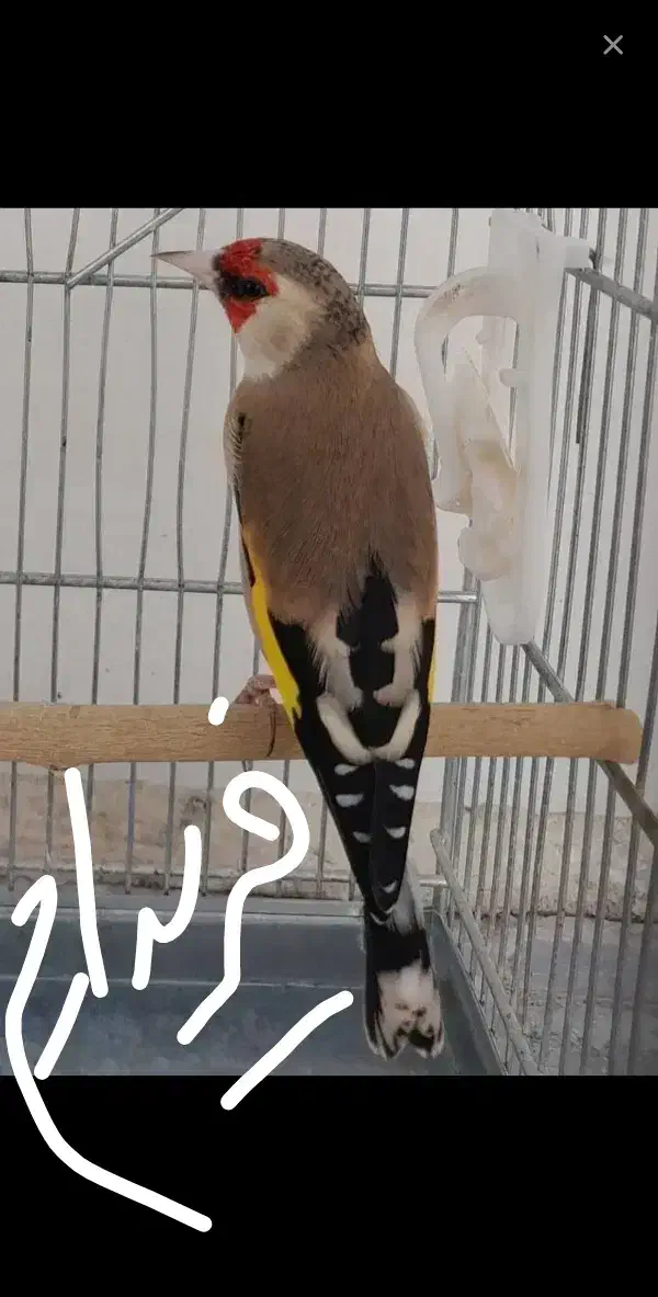 سهره و سقا|پرنده|بردسیر, |دیوار