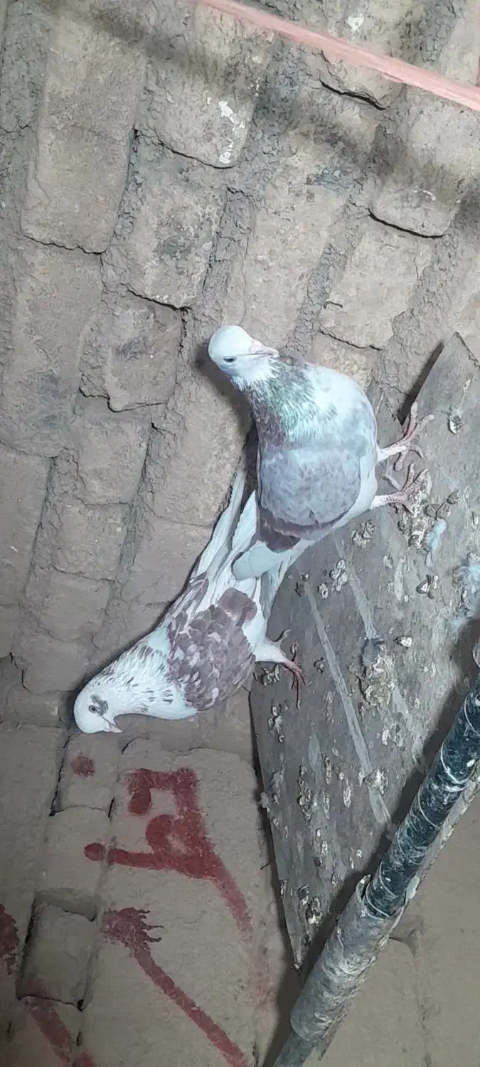 یک جفت کفتر دوبالی|پرنده|بسطام, |دیوار