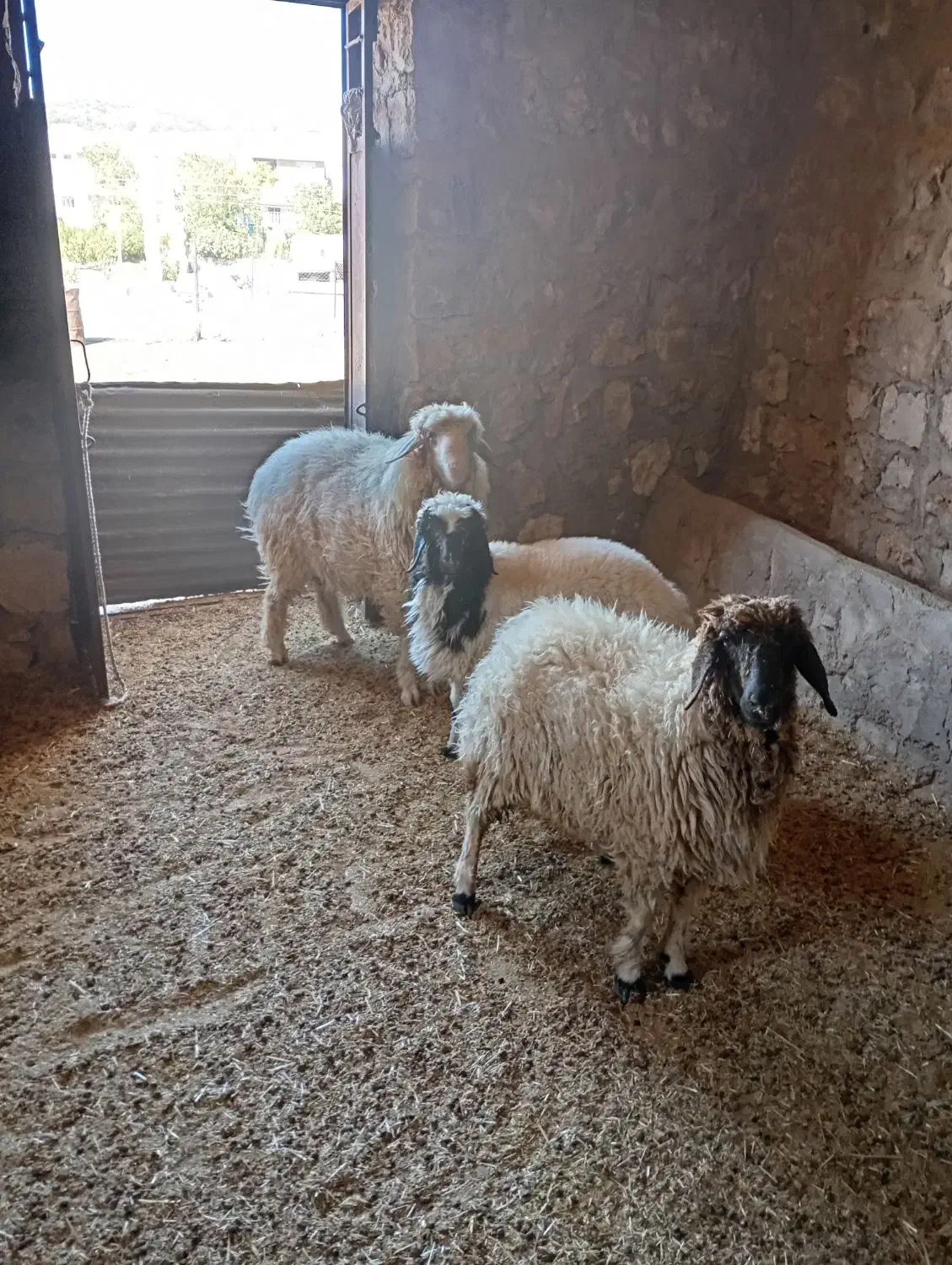 بره وشک وبز جوان|حیوانات مزرعه|کارزان, |دیوار