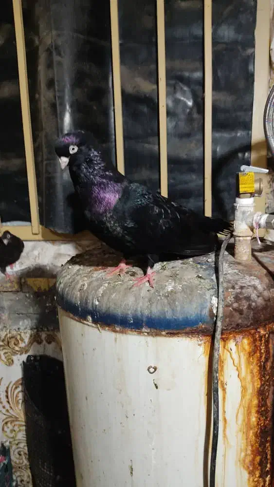 صرب اتریشی دوجفت کار داده|پرنده|خرمشهر, |دیوار