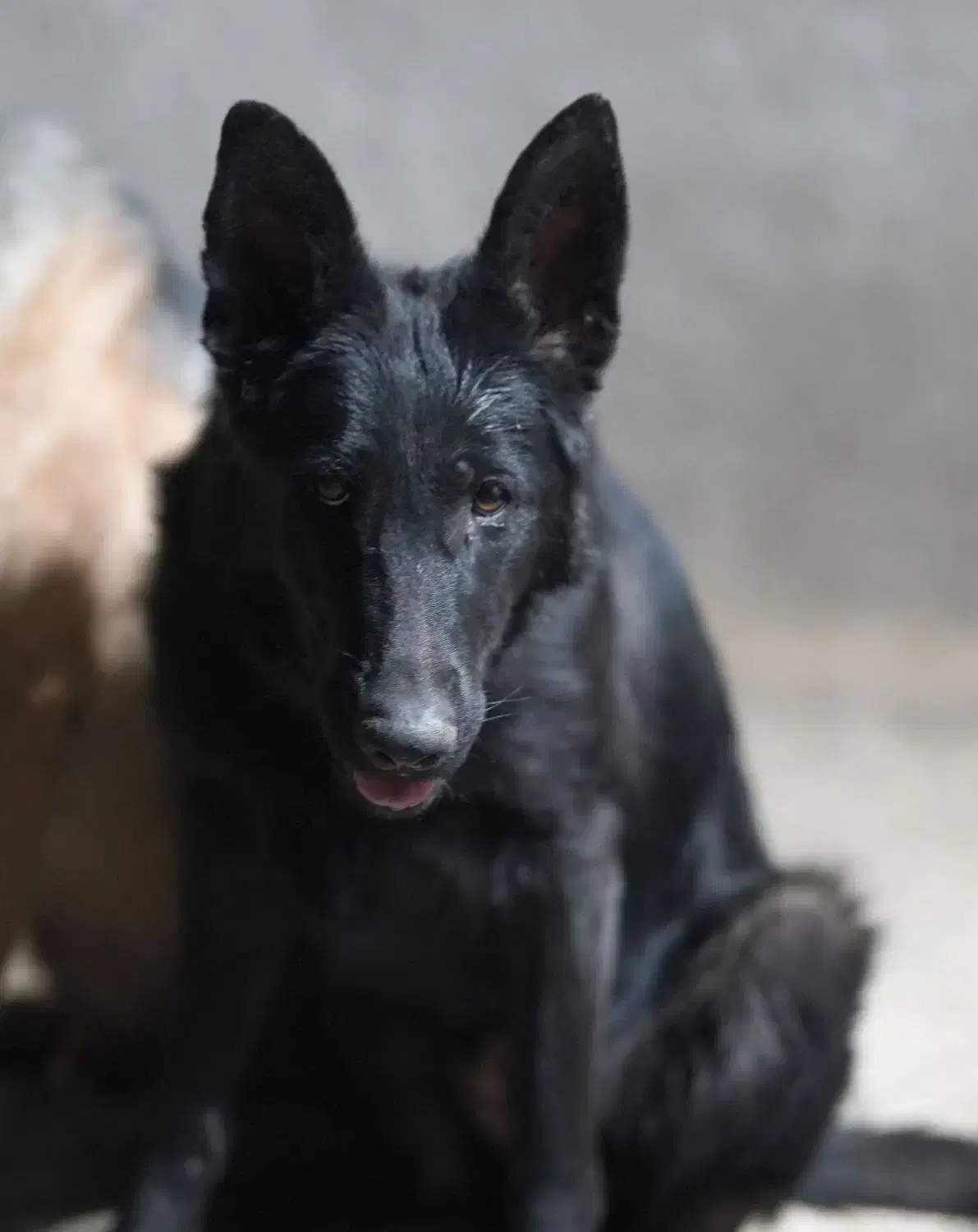 ژرمن بلک ماده ۹ ماهه|سگ|فردیس, فردیس|دیوار