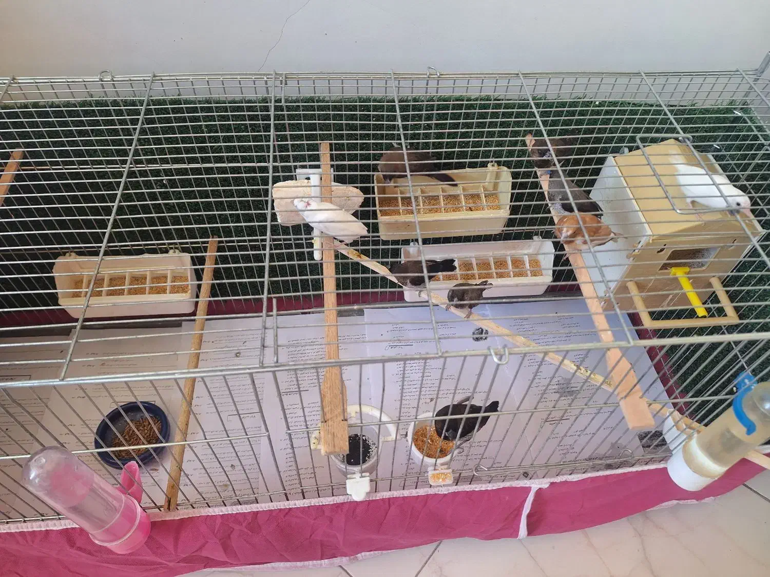 * فنچ بنگالی *|پرنده|کرج, چهارصد دستگاه|دیوار