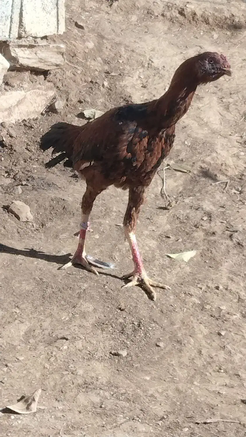 کلهشیرلاریاصل|حیوانات مزرعه|نمشیر, |دیوار