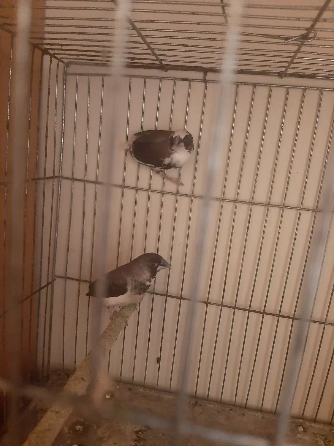 قناریفنج|پرنده|اردبیل, |دیوار