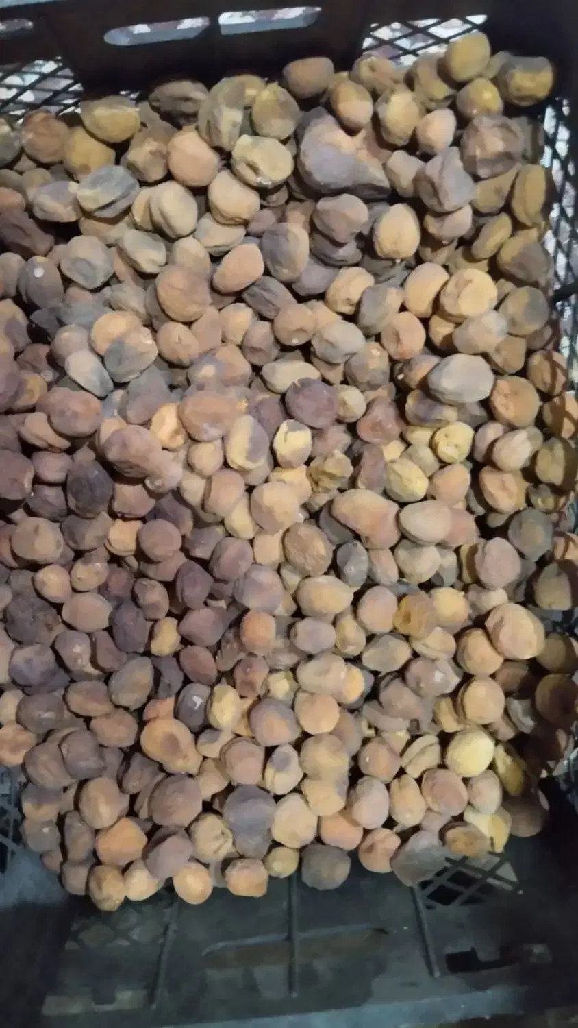 زردآلو تازه امسال|خوردنی و آشامیدنی|انگوران, |دیوار