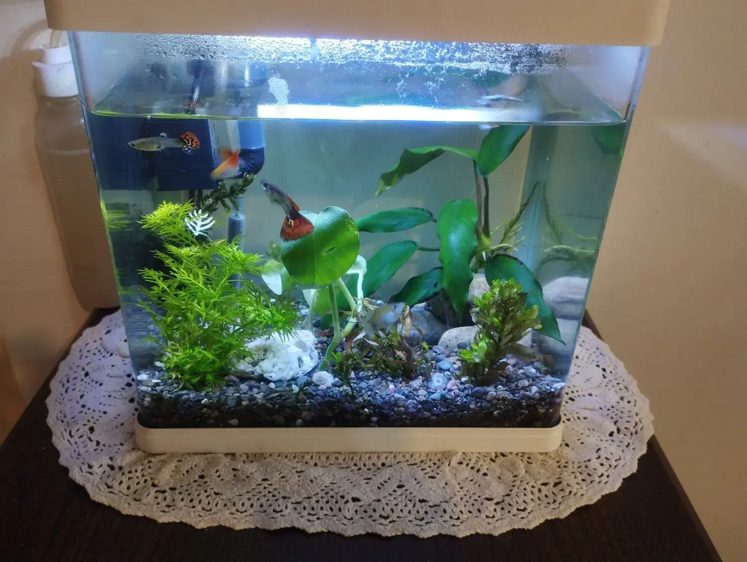 آکواریوم دلسا شیشه خم|ماهی|مشهد, آزادشهر|دیوار