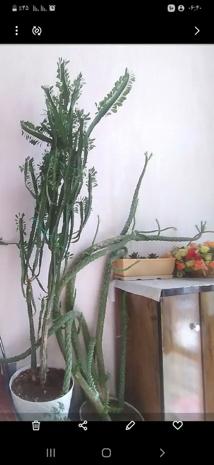 فروش گل طبیعی|گل و گیاه طبیعی|سهند, |دیوار