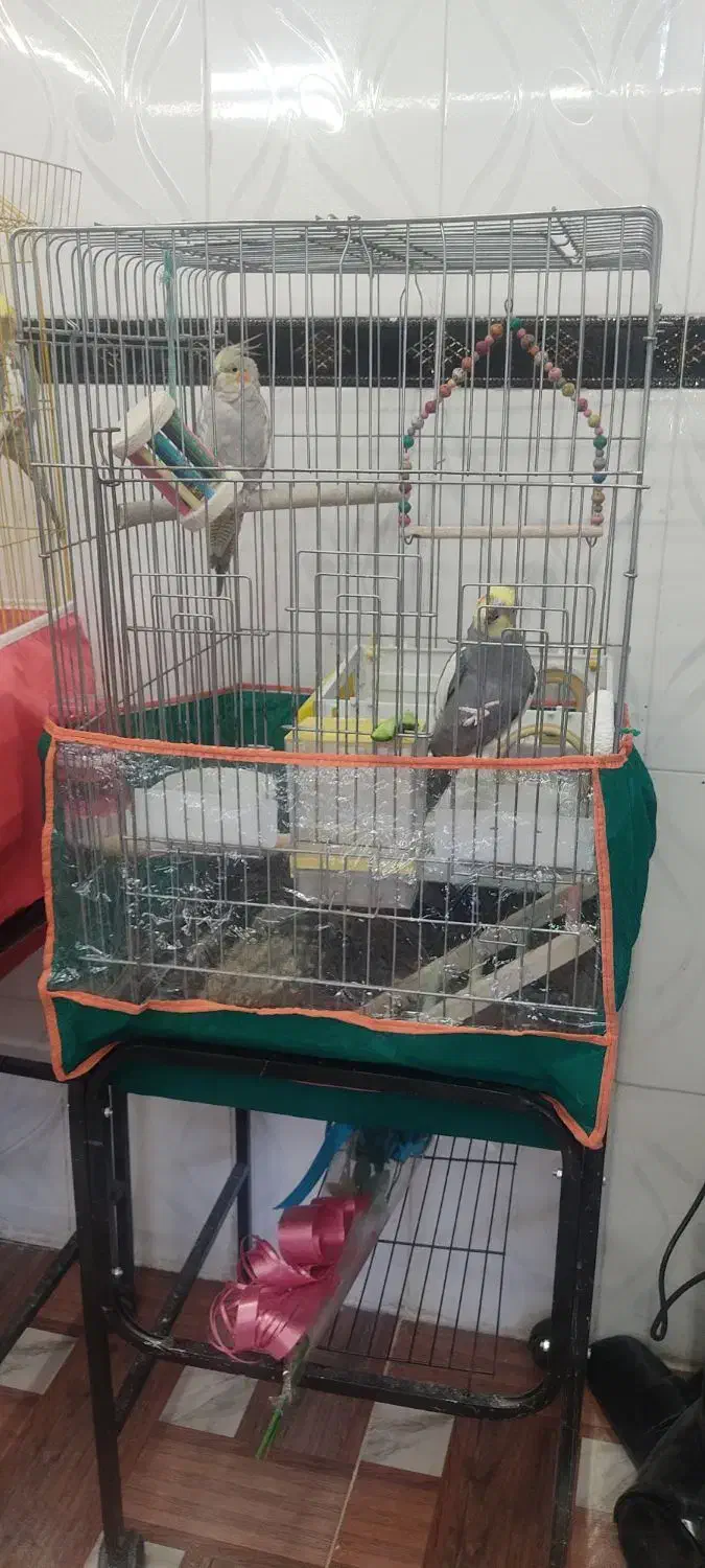 فروش جفت عروس هلندی|پرنده|مرودشت, پشت سایپا‎|دیوار