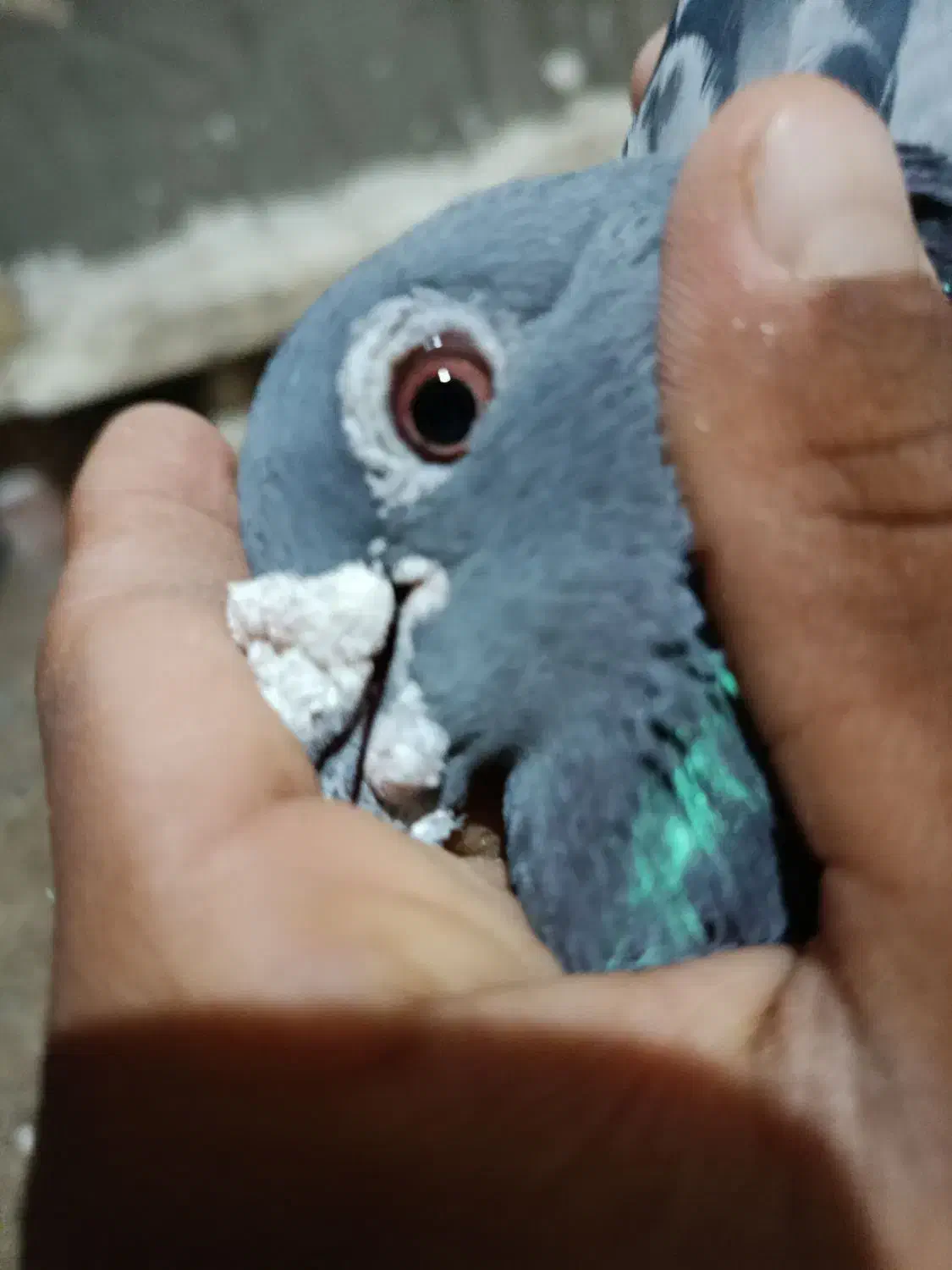 کبوتر|پرنده|خمک, |دیوار