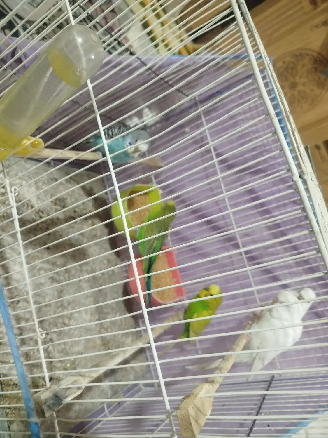 انواع پرنده عروس،کوتوله، مرغ عشق ، دستی و غیر دستی|پرنده|مشهد, تربیت (صدف)|دیوار