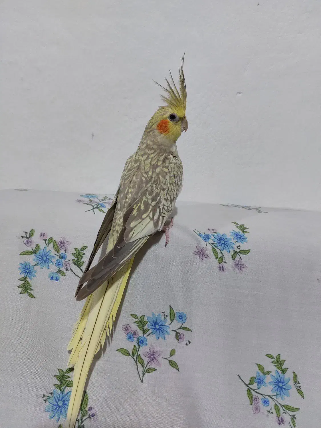 عروس هلندی|پرنده|پرهسر, |دیوار