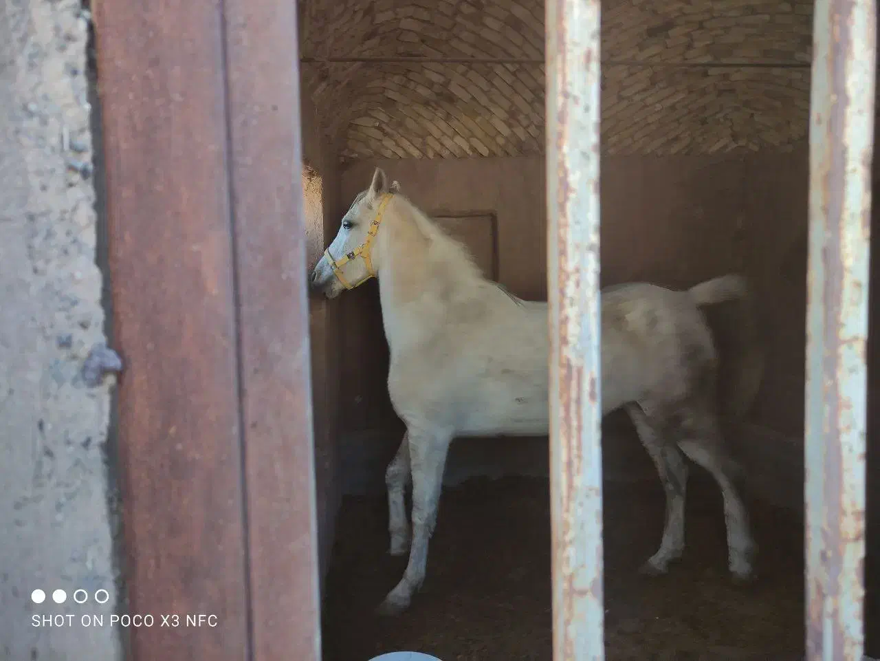 اسب|اسب و تجهیزات اسب‌سواری|رفسنجان, |دیوار