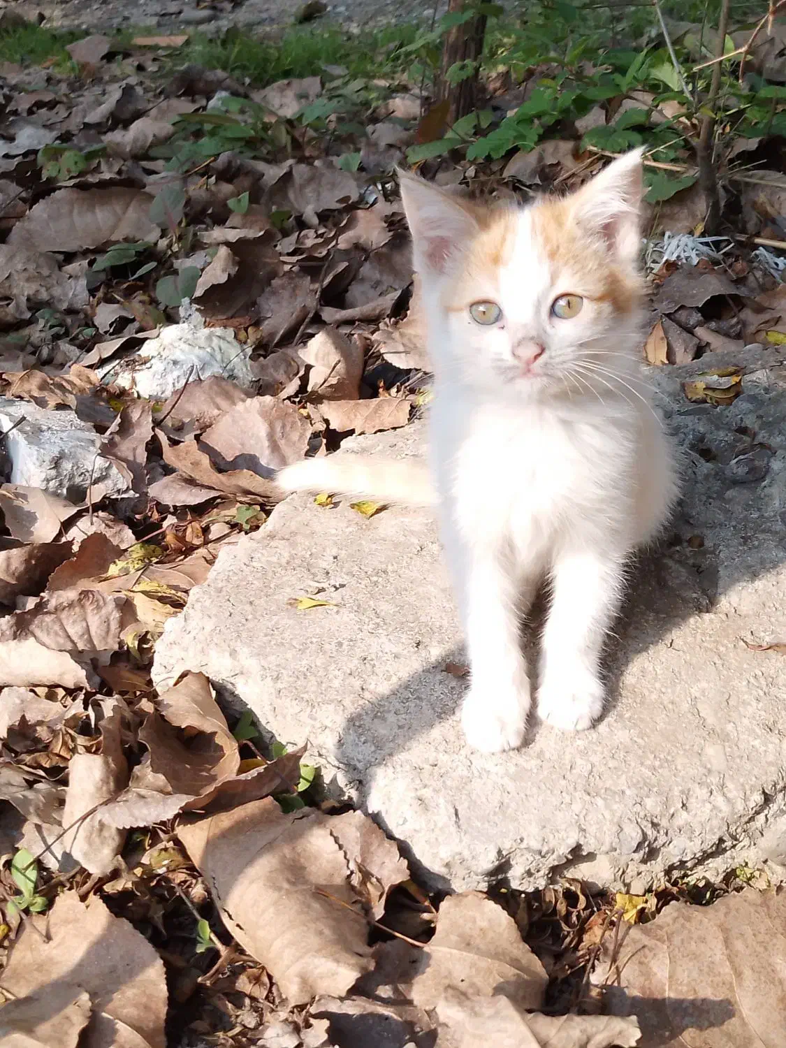 بچ گربه رایگان|گربه|لاهیجان, بازکیاگوراب|دیوار