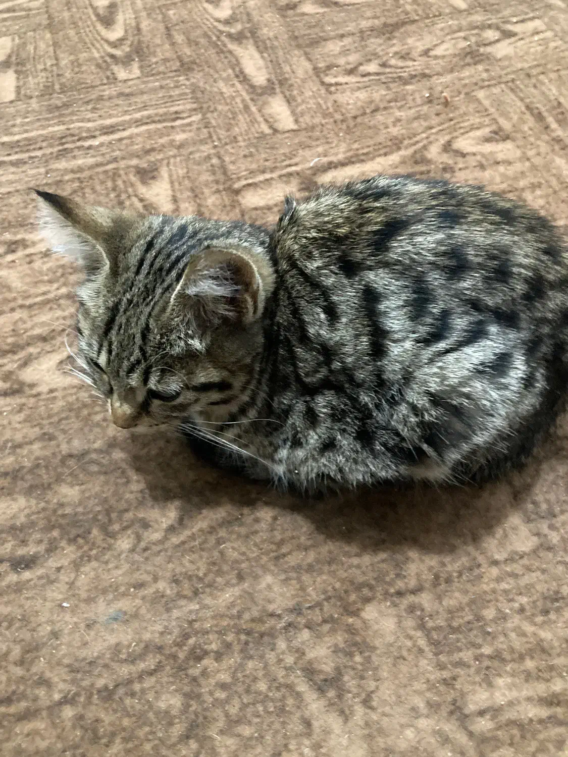 گربه|گربه|ارومیه, |دیوار