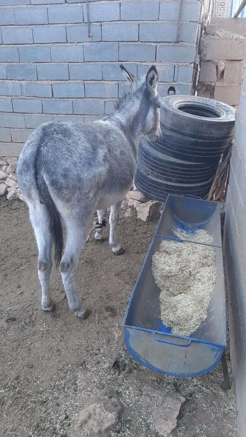 الاغ گوسفندی|حیوانات مزرعه|شیروان (خراسان), |دیوار