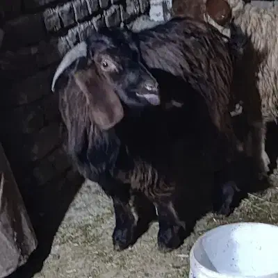 بزغاله نر|حیوانات مزرعه|بیستون, |دیوار