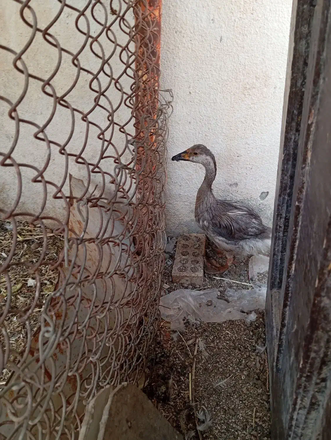 سلام یک عدد قوغاز|حیوانات مزرعه|چمران, |دیوار