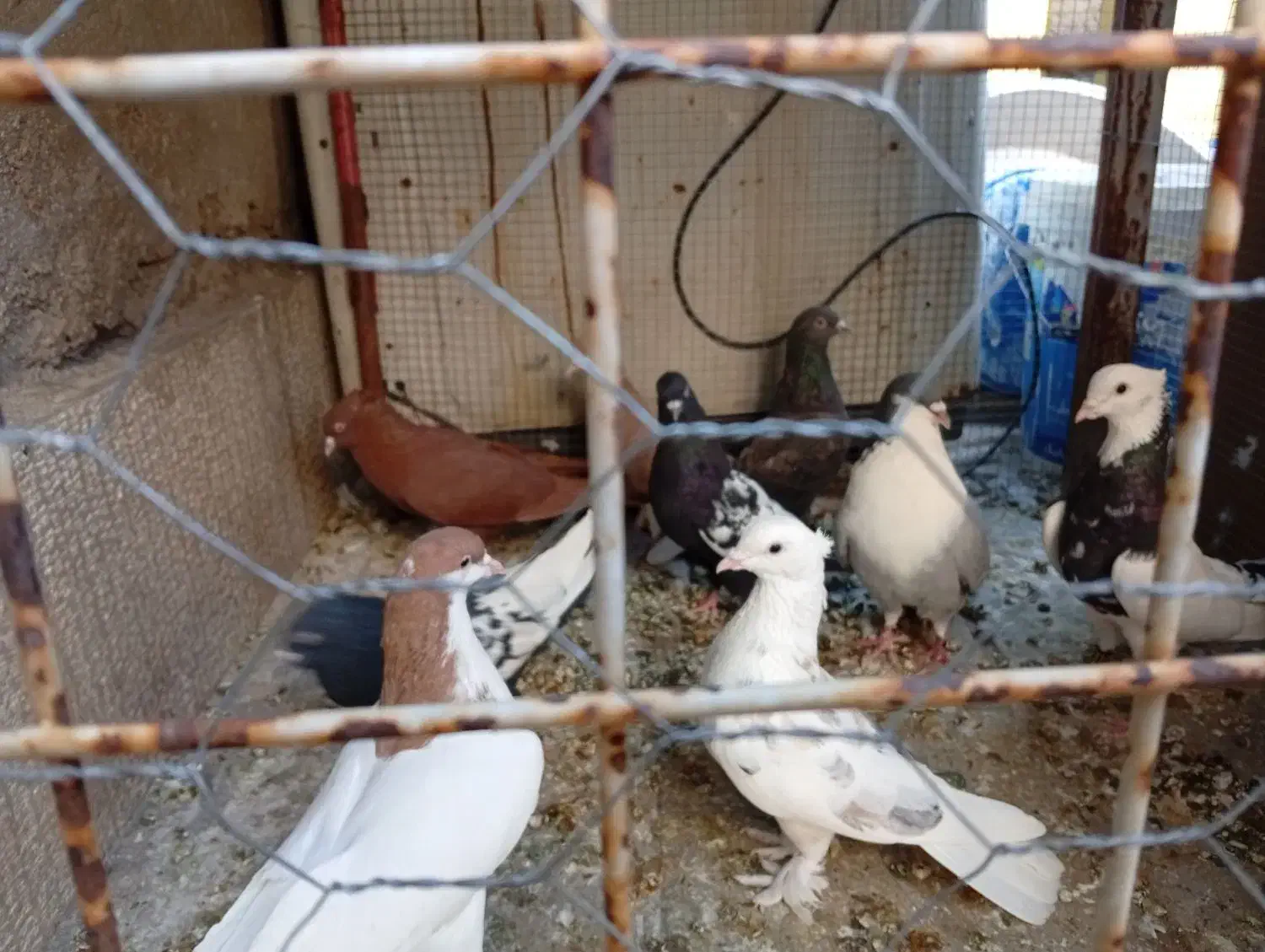 کفتر بهبهانی شهری|پرنده|شیراز, شهرک مهرگان|دیوار