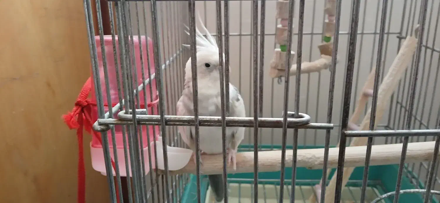 عروس هلندی دوکت|پرنده|قرچک, محمد آباد|دیوار