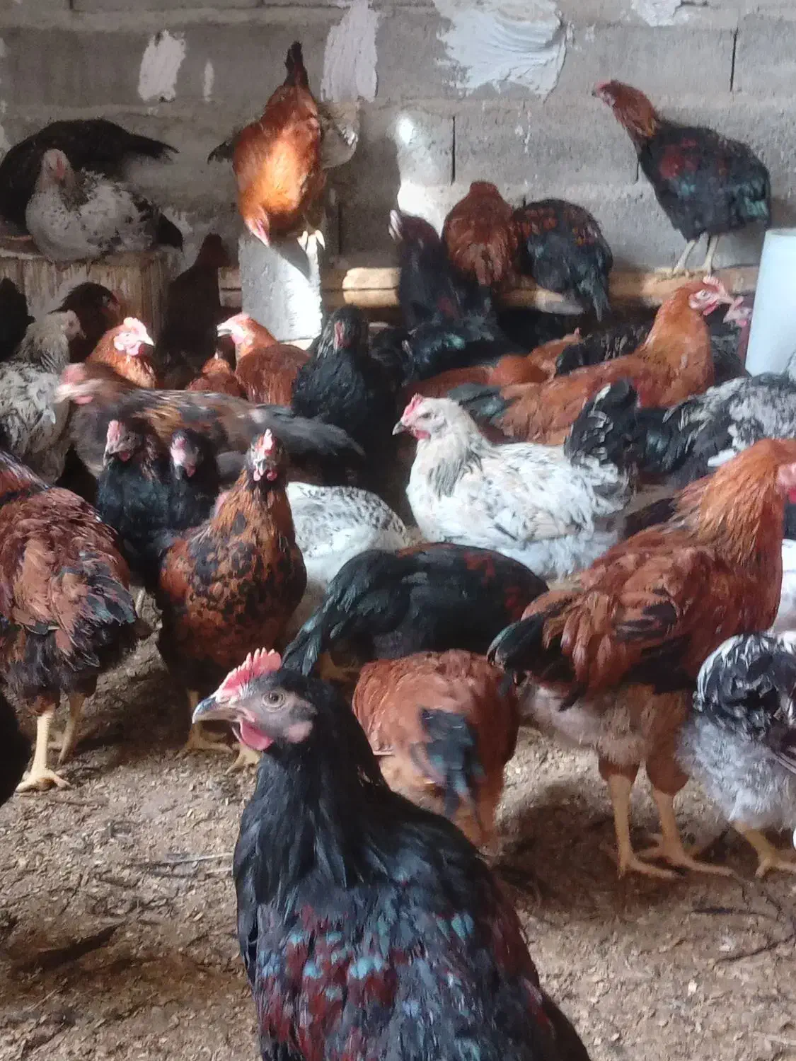 خروس جوان|حیوانات مزرعه|تکاب, |دیوار