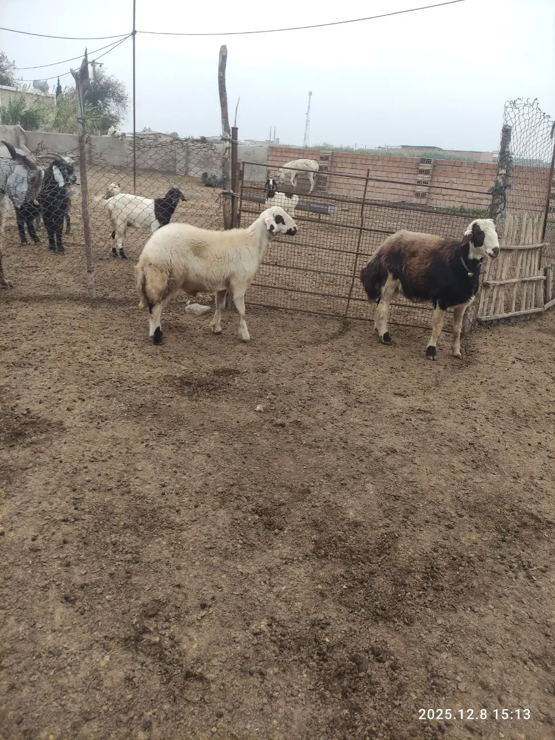 قوچ شیشک و بره قوچ بروجردی|حیوانات مزرعه|فاضل آباد, |دیوار