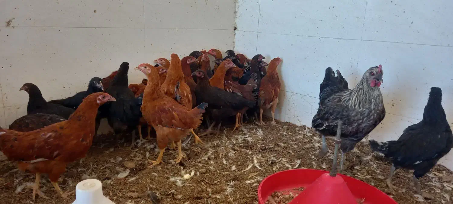 مرغ و خروس نیمچه محلی|حیوانات مزرعه|گالیکش, |دیوار