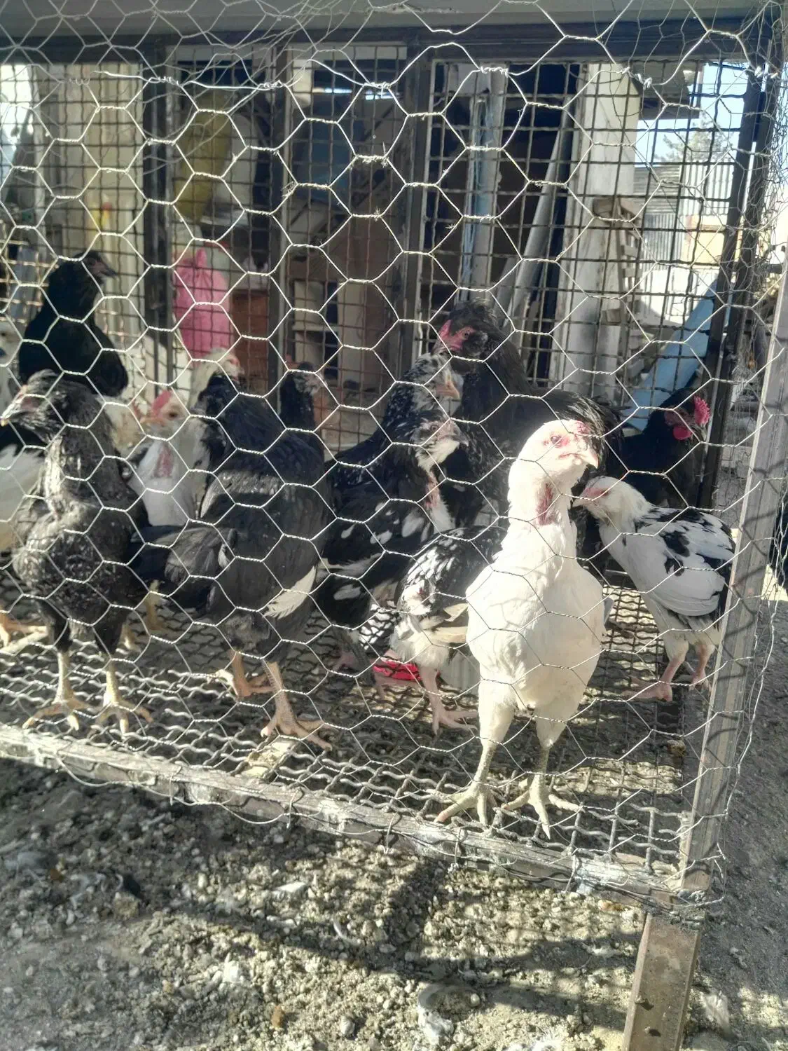 گلین لری خالص و بوقلمون مولد|حیوانات مزرعه|کرج, شهرک جهاننما|دیوار