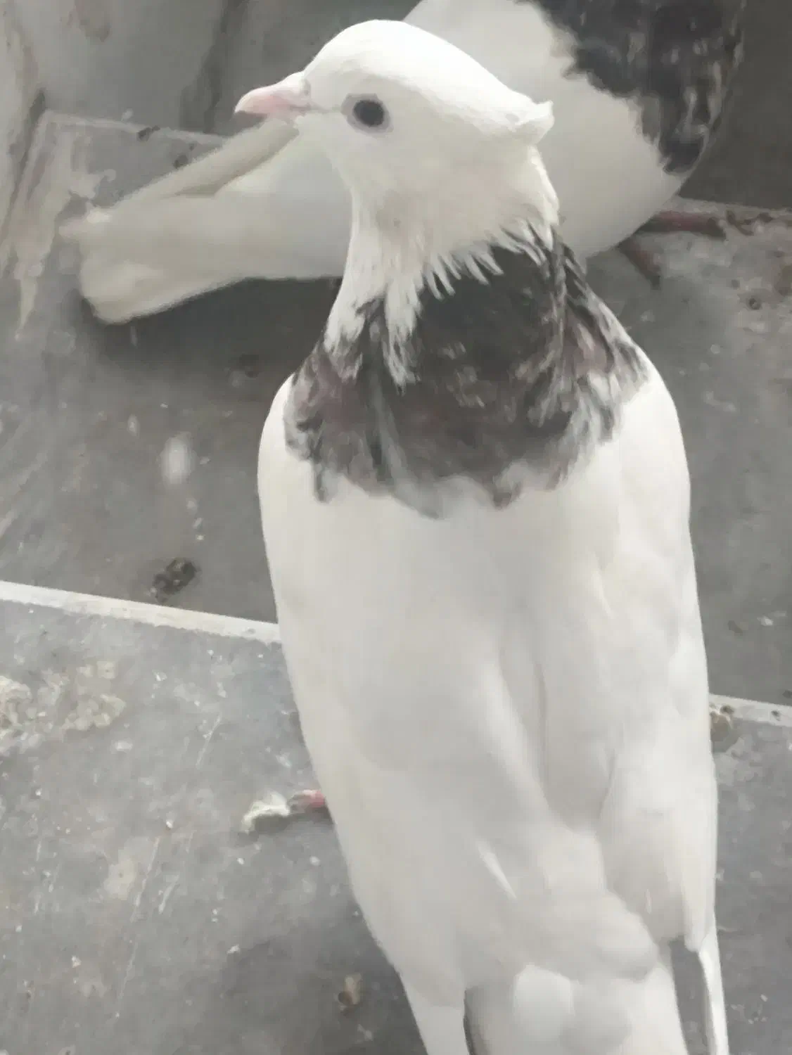 هفت رنگ|پرنده|دهدشت, |دیوار