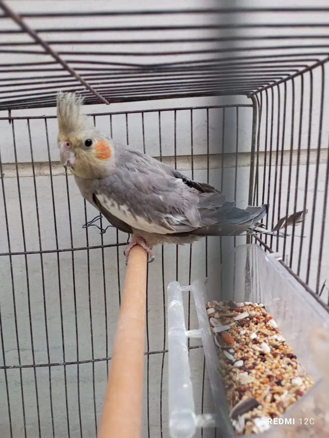 عروس هلندی|پرنده|بروجرد, |دیوار