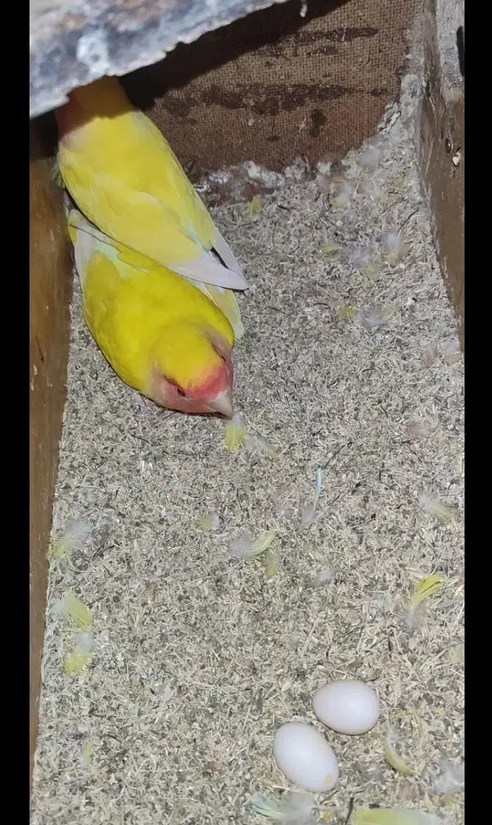 جفت کوتوله بالغ و کار داده|پرنده|سبزوار, شرق کال میانی|دیوار