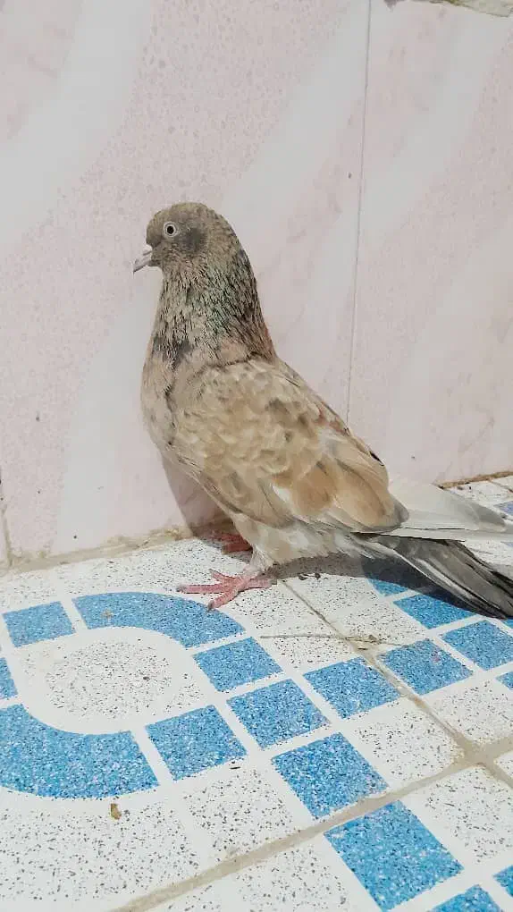 کبوتر رنگی|پرنده|بندر ماهشهر, |دیوار