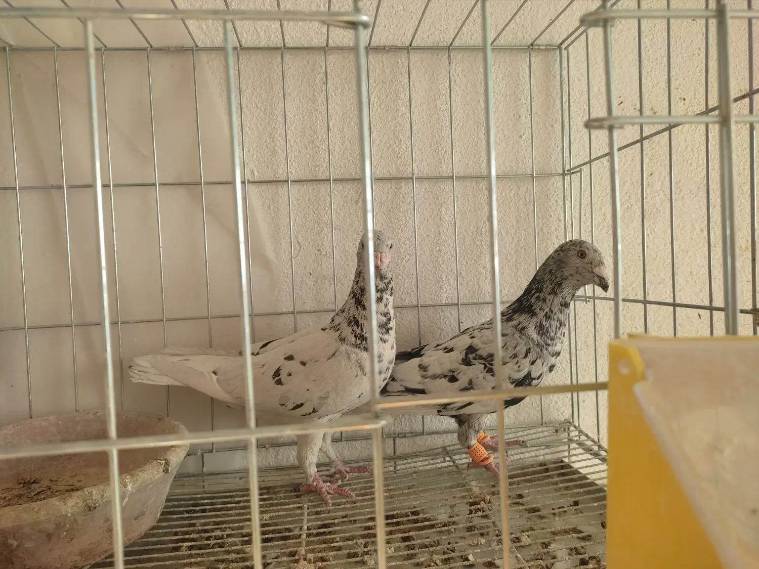 نروماده جفتی|پرنده|نورآباد ممسنی, |دیوار