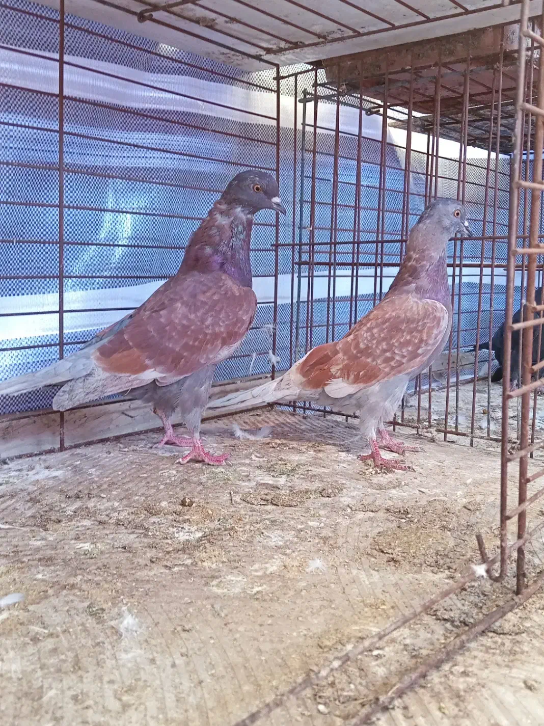 کفتر|پرنده|پارس‌آباد, |دیوار