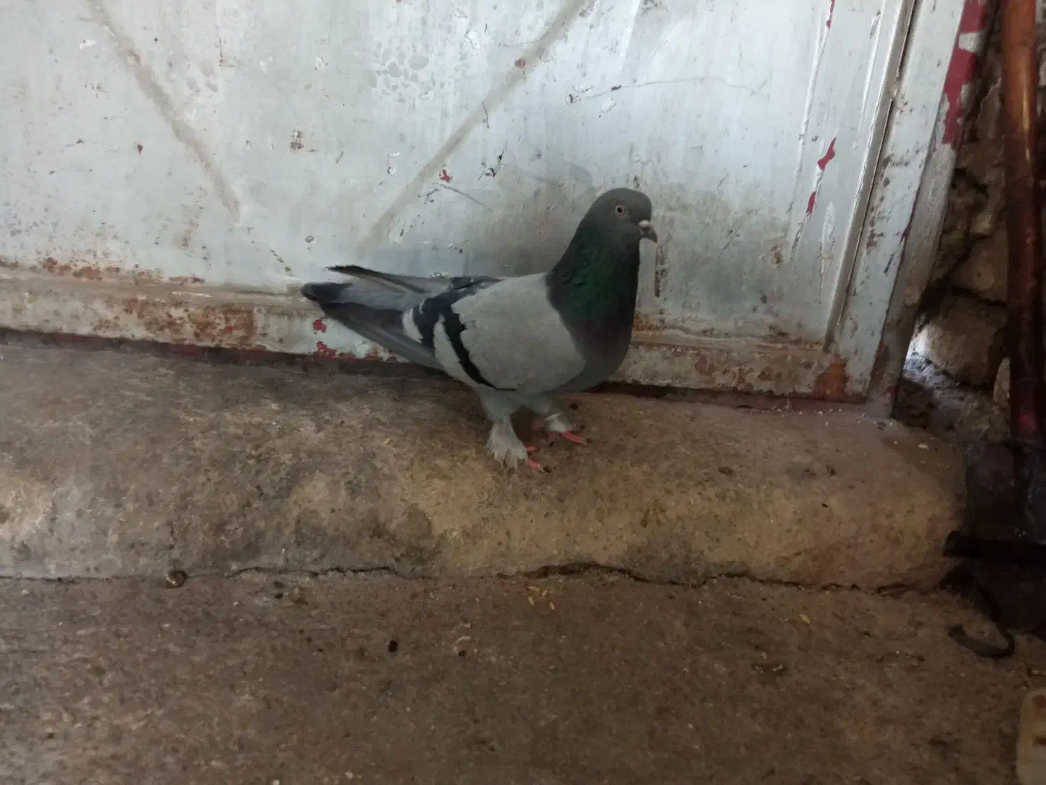 کبوتر|پرنده|بابا حیدر, |دیوار