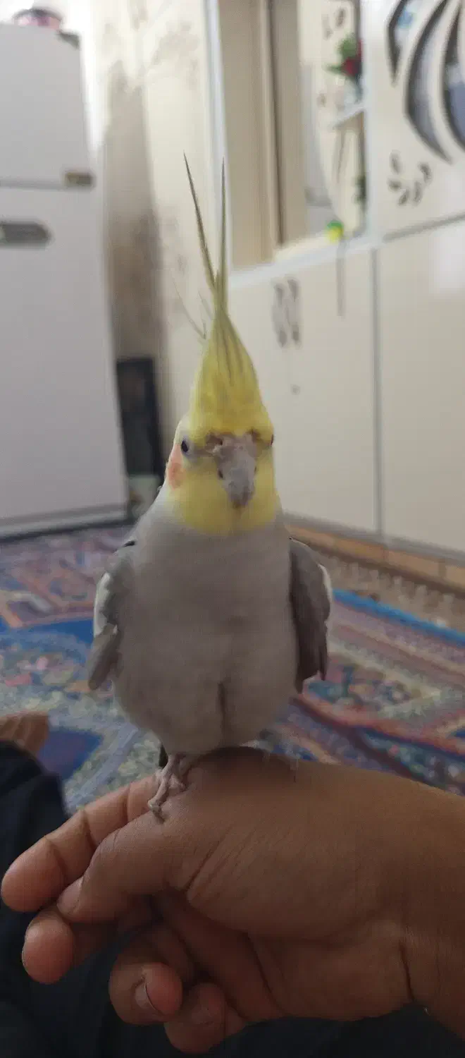 عروس هلندی جفت|پرنده|حمیدیه, |دیوار