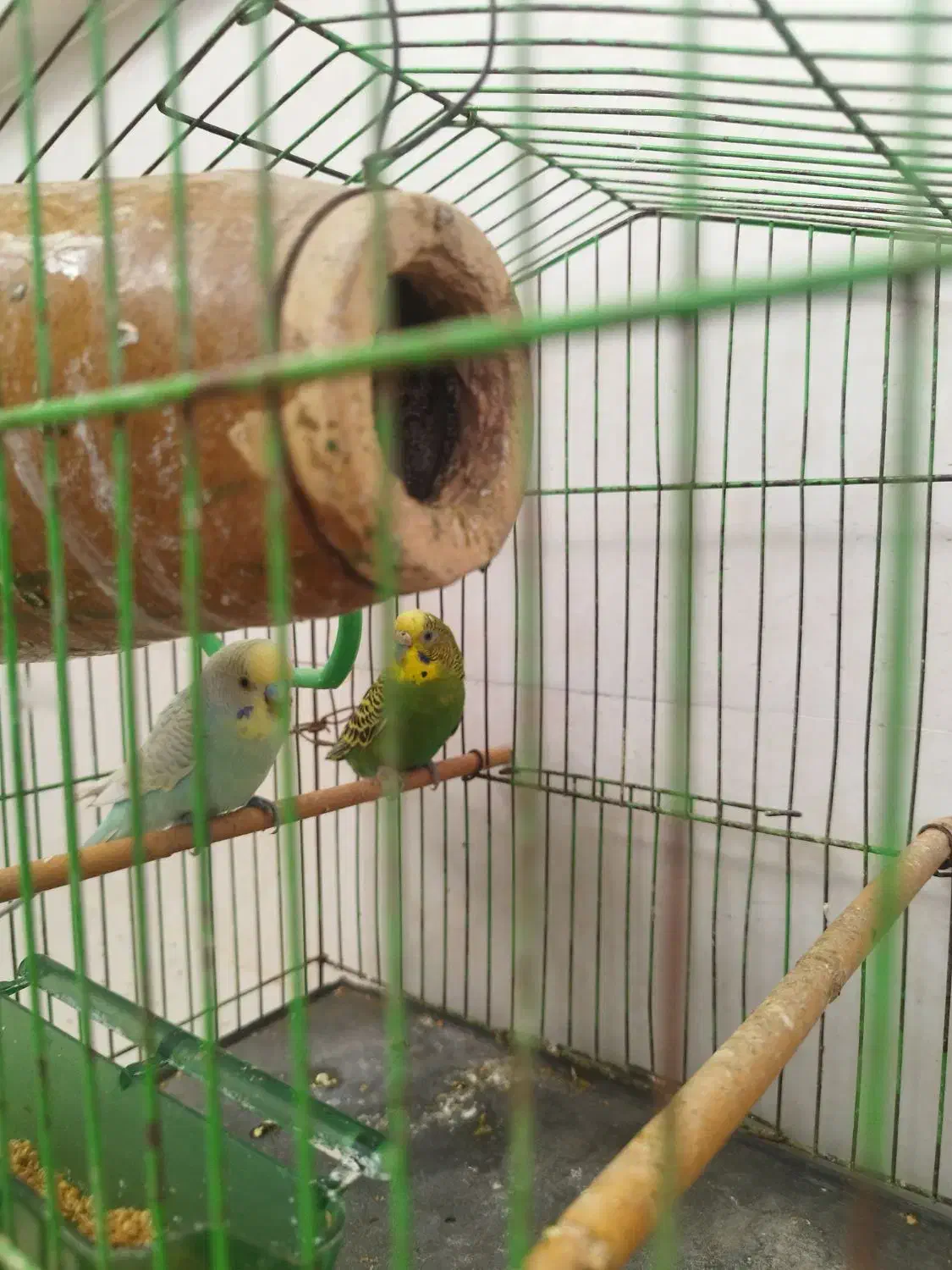 مرغ عشق|پرنده|خان ببین, |دیوار