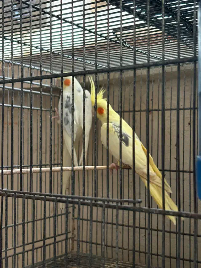 عروس هلندی|پرنده|قشم, |دیوار