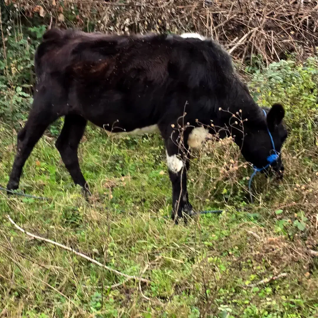 دورگ بی شاخ (لیشه)|حیوانات مزرعه|رشت, بازار|دیوار