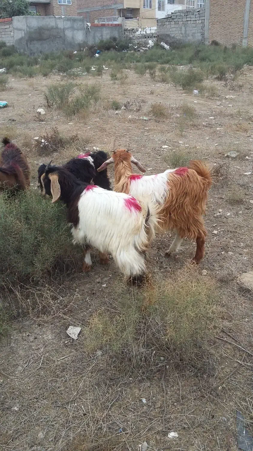 پارس اباد|حیوانات مزرعه|پارس‌آباد, |دیوار