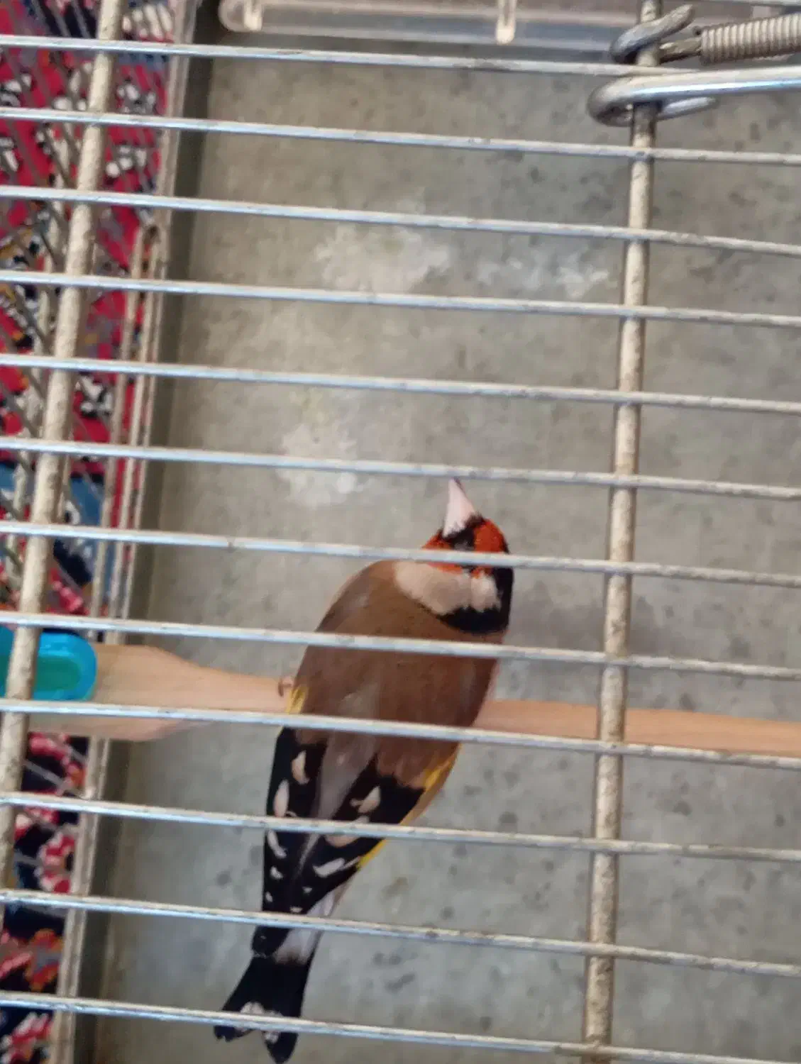 سهره عروسک|پرنده|فشاپویه, |دیوار