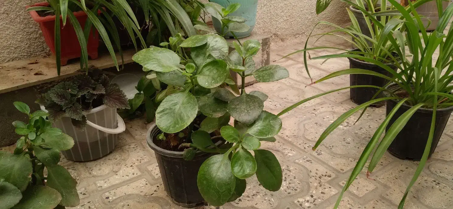 تعدادی گلدان زیبا بهفروش میرسد|گل و گیاه طبیعی|قزوین, |دیوار